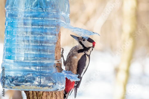 Fotografie hungry wild bird woodpecker on a tree in spring forest