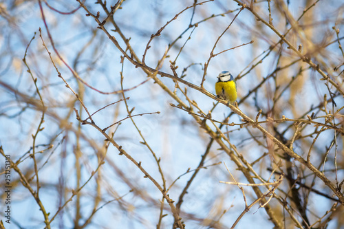 Fotografie hungry wild bird titmouse on a tree in spring forest