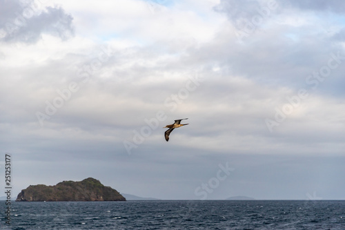 Saint Vincent and the Grenadines  grey booby flying