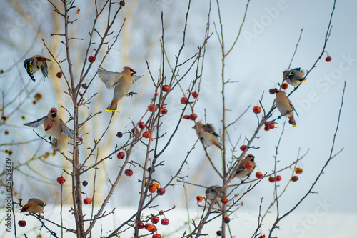 Photography hungry wild bird waxwing on a tree in spring forest