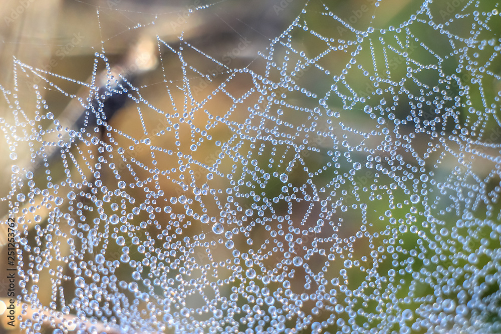 Beautiful close-up of abstract dew diamond drops on a web with variable focus and blurred background in the rays of the rising sun in forest. Blur and soft focus. Beautiful close-up of abstract dew diamond drops on a web with variable focus and blurred background in the rays of the rising sun in forest. Blur and soft focus.