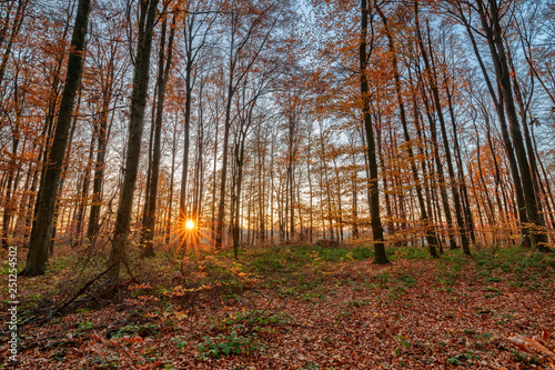 Sunset in the autumn forest