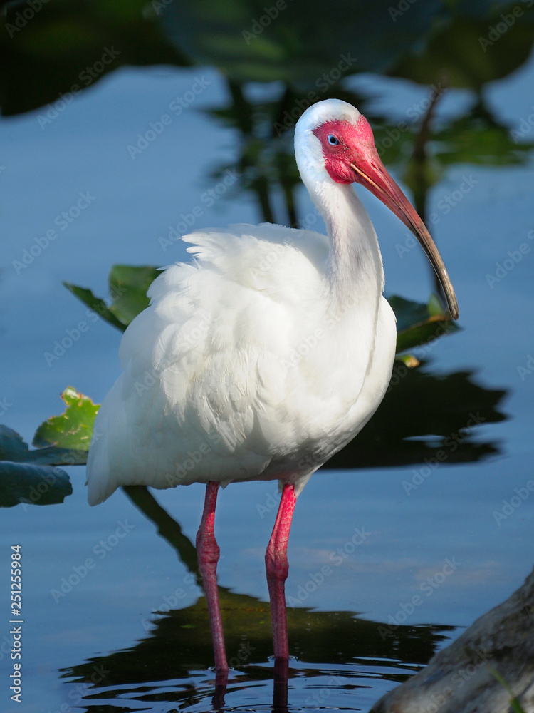 Obraz premium White Ibis in Beautiful Light