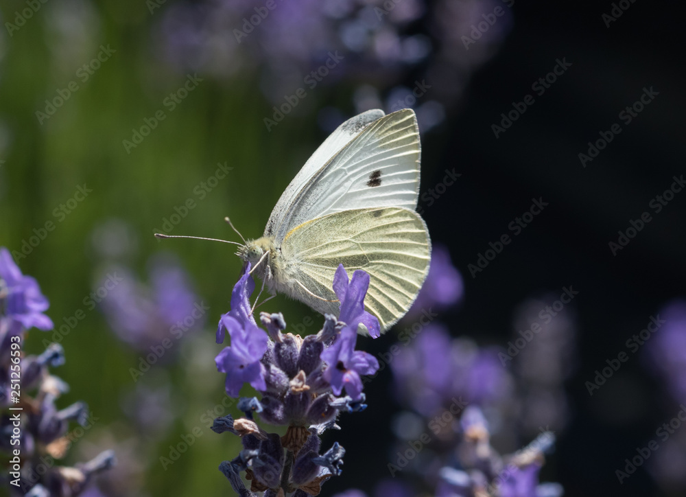A Cabbage White Butterfly (Pieris rapae) nectaring on blooming Lavender flowers A Cabbage White Butterfly (Pieris rapae) nectaring on blooming Lavender flowers