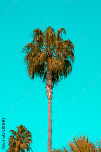 Palm tree  © Hakan Tanak