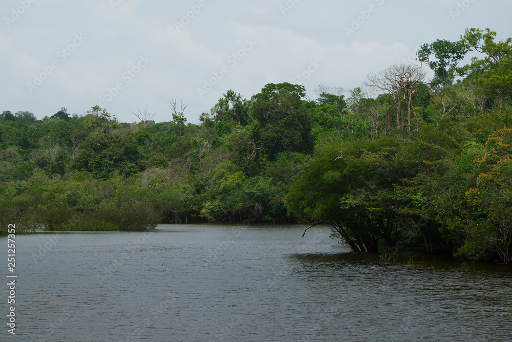 Manaus, Amazonas, Brazil. Rio Negro river and its beauties that enchant to all visitors. Amazonia, the living nature. Manaus, Amazonas, Brazil. Rio Negro river and its beauties that enchant to all visitors. Amazonia, the living nature.