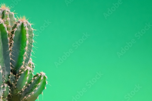 Beautiful green cactus with thorn on the green color background