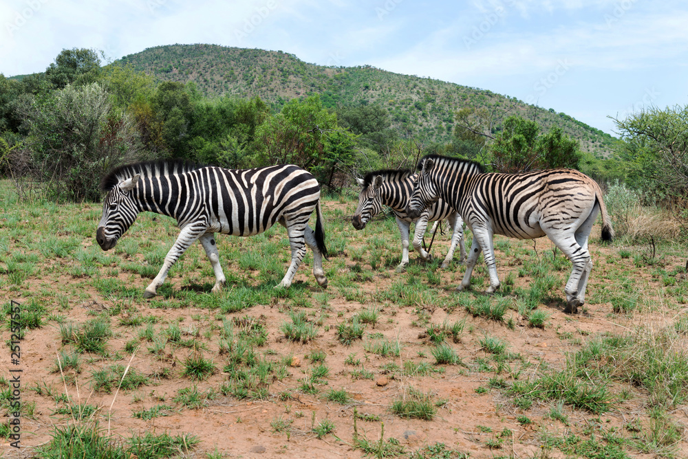 Obraz premium Zebras in South Africa