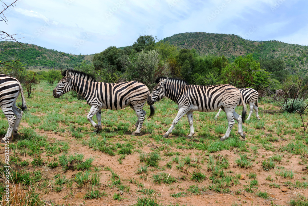Obraz premium Zebras in South Africa