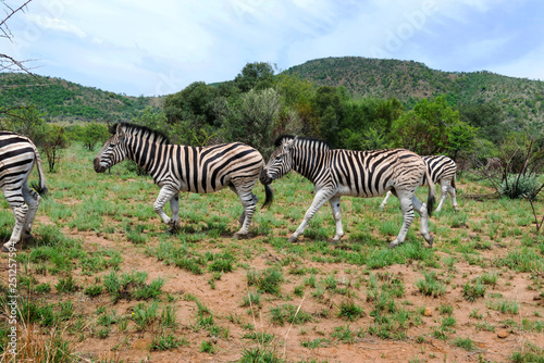 Zebras in South Africa