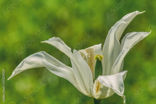 white tulip on a green background, fancy flower petals, spring flowers in close-up