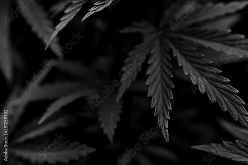 Foto marijuana black background. bush cannabis.