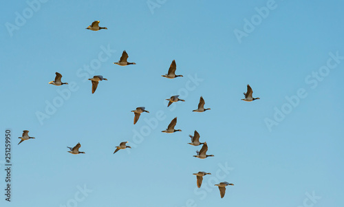 Geese flying in a sunny sky in sunlight at sunrise in winter