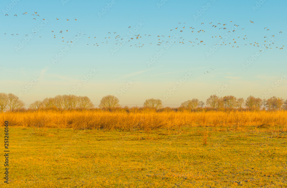 Obraz premium Geese flying over nature in sunlight at sunrise in winter