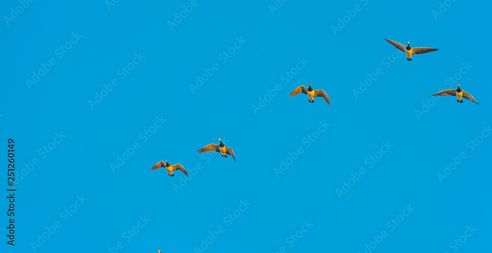 Geese flying in a sunny sky in sunlight at sunrise in winter Geese flying in a sunny sky in sunlight at sunrise in winter