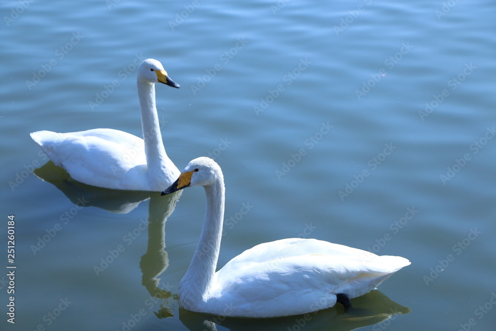 Naklejka premium 白鳥