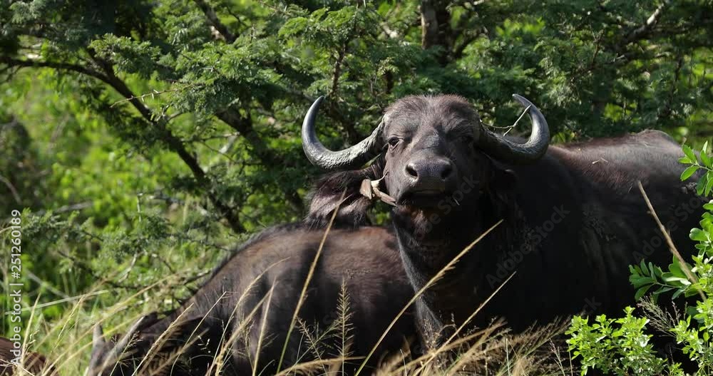 buffalo in the savannah, park kruger south africa buffalo in the savannah, park kruger south africa