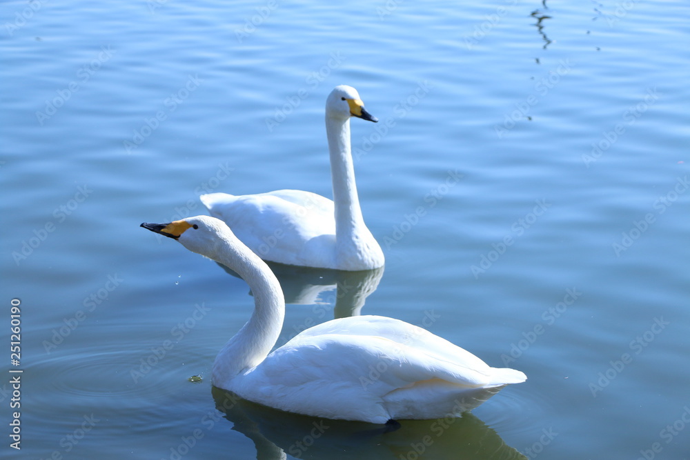 Naklejka premium 白鳥