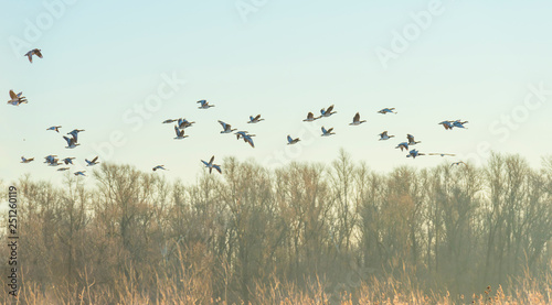 Geese flying over nature in sunlight at sunrise in winter © Naj