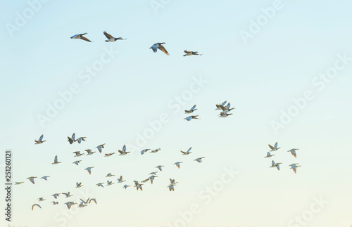 Geese flying in a sunny sky in sunlight at sunrise in winter
