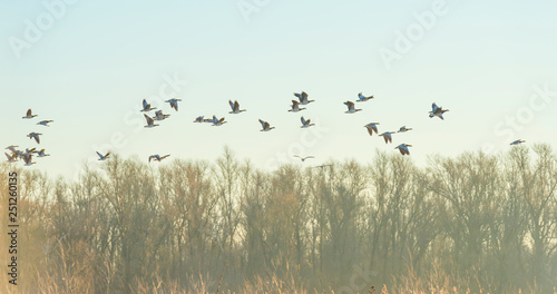 Geese flying over nature in sunlight at sunrise in winter