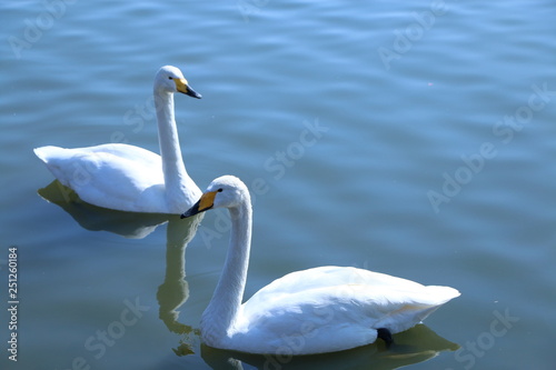Fototapeta Naklejka Na Ścianę i Meble -  白鳥