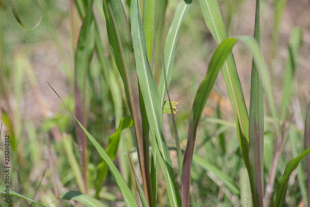 Tall Thick Grass