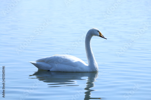 Fototapeta Naklejka Na Ścianę i Meble -  白鳥