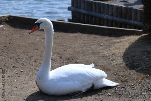 Fototapeta Naklejka Na Ścianę i Meble -  白鳥