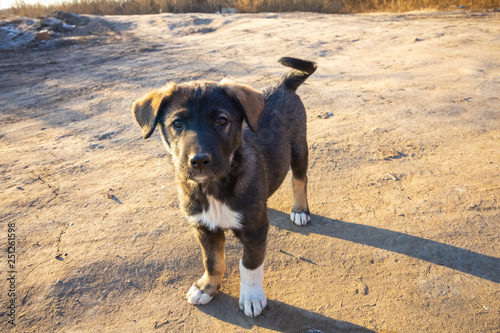 Two Puppies Play And Walk Together Outdoors