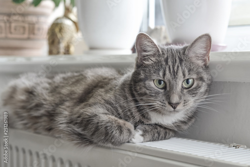 Cat relaxing on the warm radiator © tashka2000