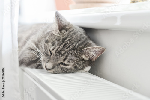 Cat sleeping on the warm radiator