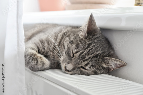 Fototapeta Naklejka Na Ścianę i Meble -  Cat sleeping on the warm radiator