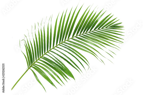 Fototapeta Naklejka Na Ścianę i Meble -  Palm leaves isolated on white background.