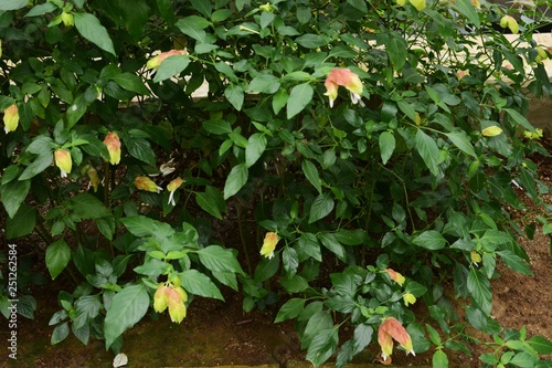 Mexican shrimp plant photo