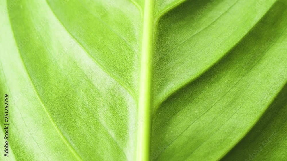 slow motion on the surface of the plant leaf slow motion on the surface of the plant leaf
