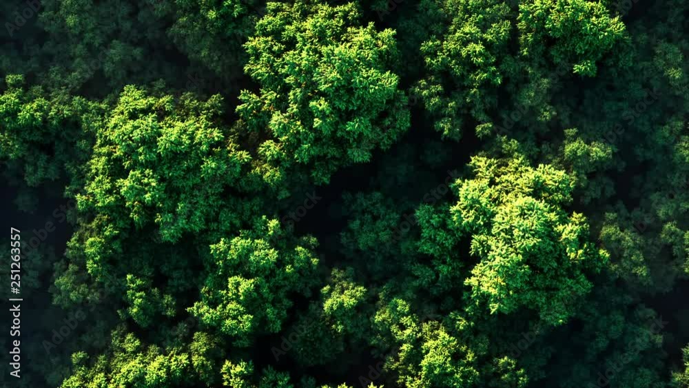 Stunning realistic 3D animation of a sunset over a thick green forest in fog on a sunny day. Aerial view