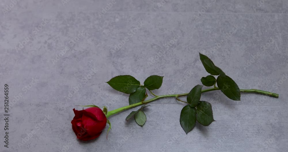 Putting Red Rose on Table Putting Red Rose on Table
