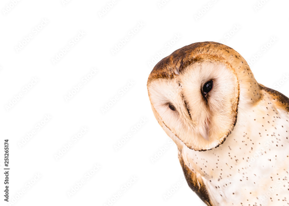 Fototapeta premium The most common owl species in the world. High resolution photo of an owl.
