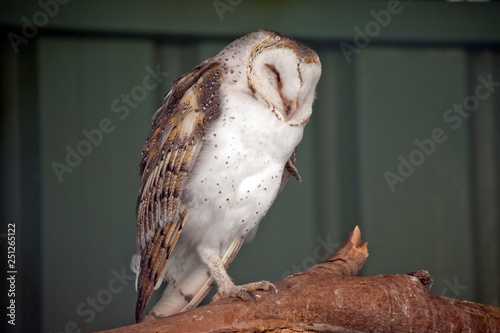 Schilderij op canvas barn owl resting
