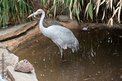 brolga in a pond