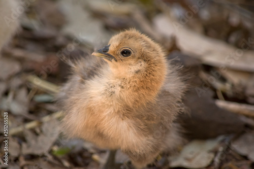 a close up of a  young chick © susan flashman