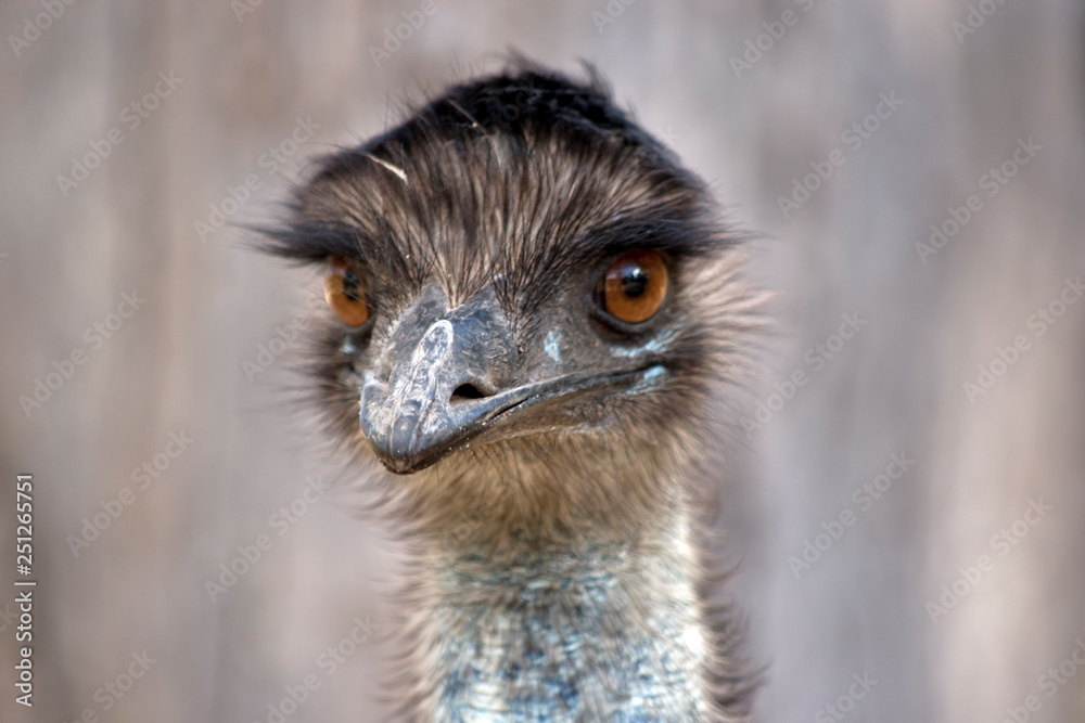a close up of an Australian emu