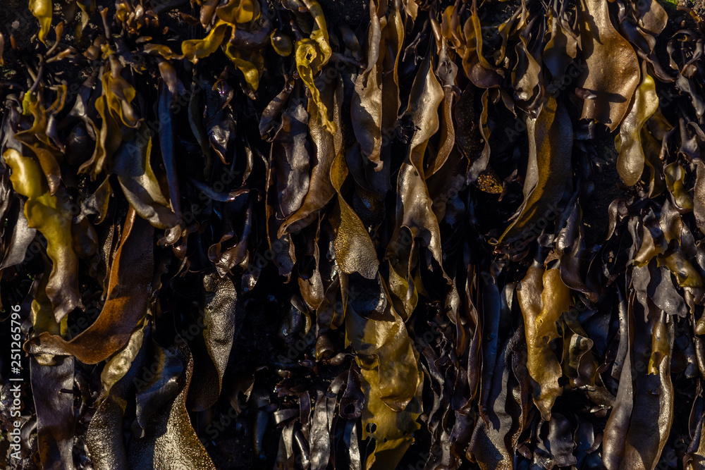 Seaweed algae brown textured pattern making nice lines and shapes with a natural textured pattern at a beach in Matanzas, Chile