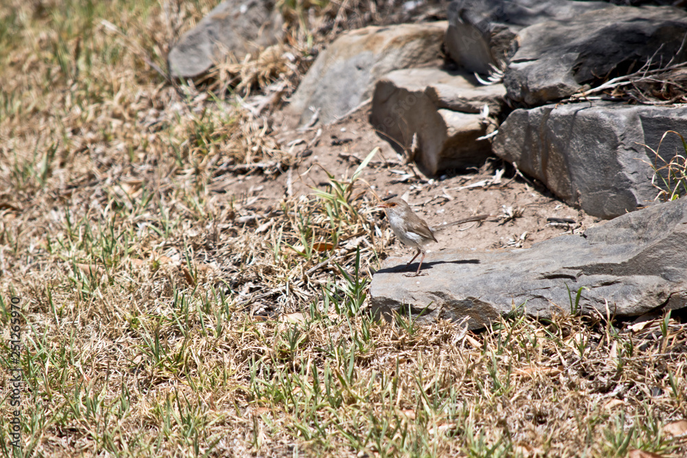 fairy wren on the lawn fairy wren on the lawn