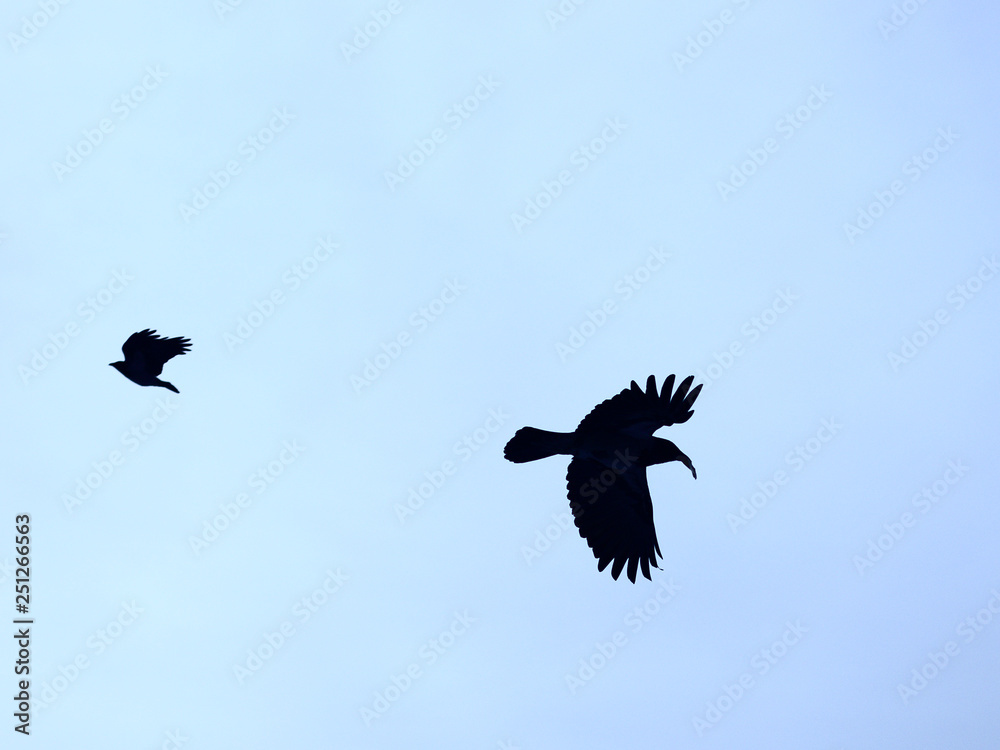 Obraz premium bald crow in flight
