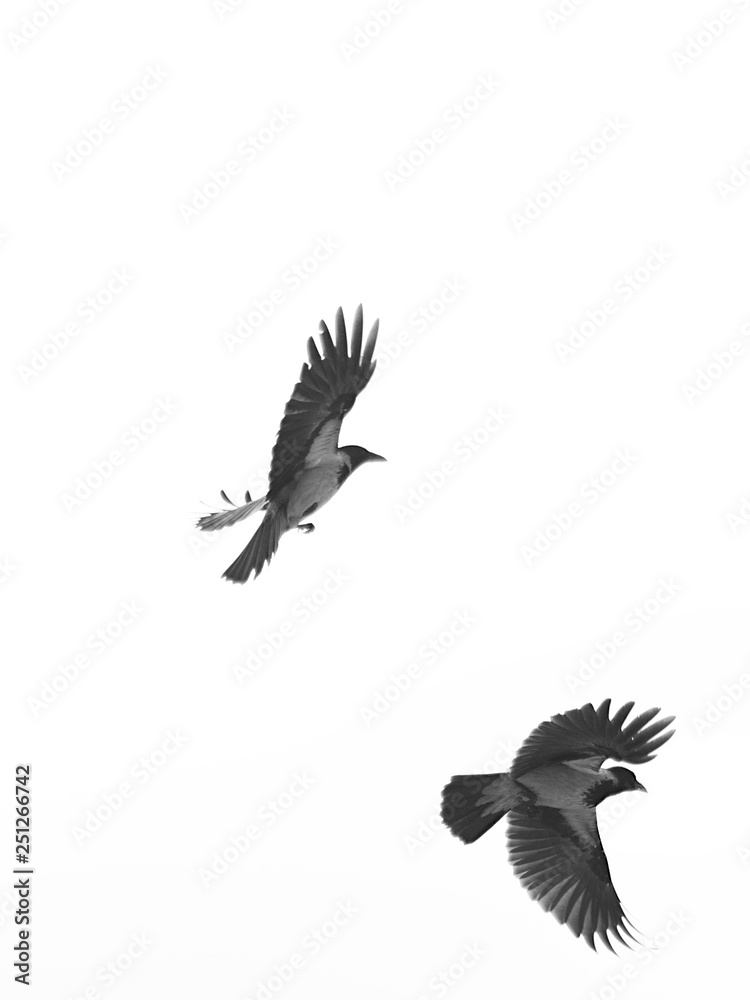 Fototapeta premium Crow flying in the sky
