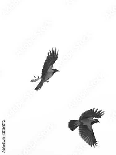 Crow flying in the sky