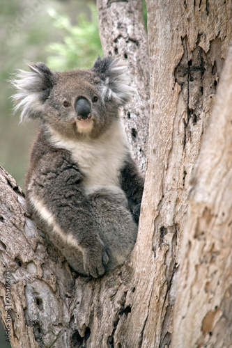 koala in the fork of a tree resting