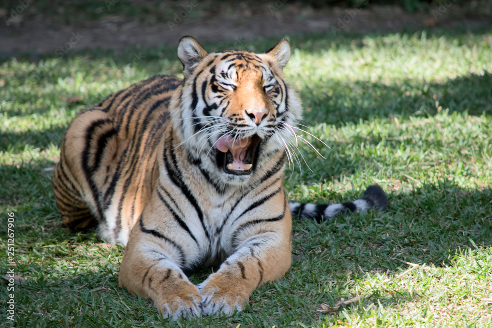 Fototapeta premium a tiger licking his lips